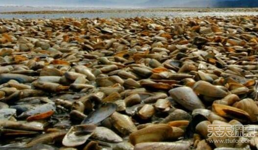 游客发现大片鹅卵石 走近细看才知是美味佳肴