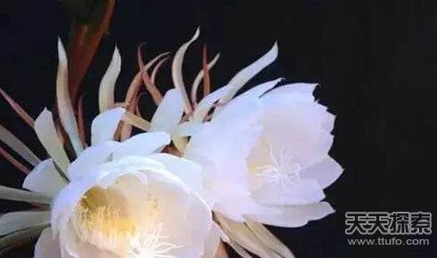 武侠传说中的十大神药 你知道哪几个?