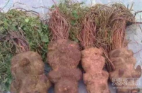 武侠传说中的十大神药 你知道哪几个?