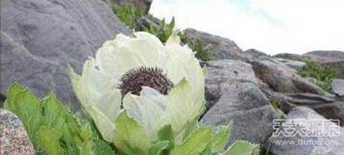 武侠传说中的十大神药 你知道哪几个?