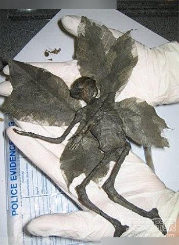 历史上那些千奇百怪的发现 天使竟在南非?