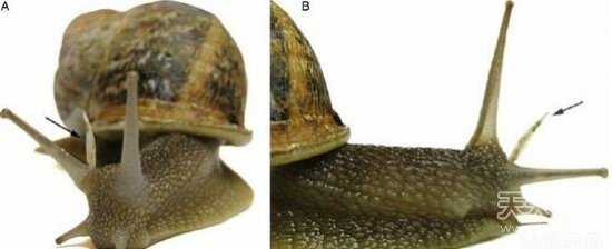 太奇葩了!盘点动物们令人惊讶的求爱方式