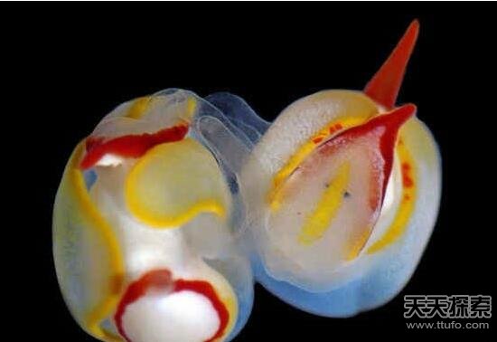 太奇葩了!盘点动物们令人惊讶的求爱方式