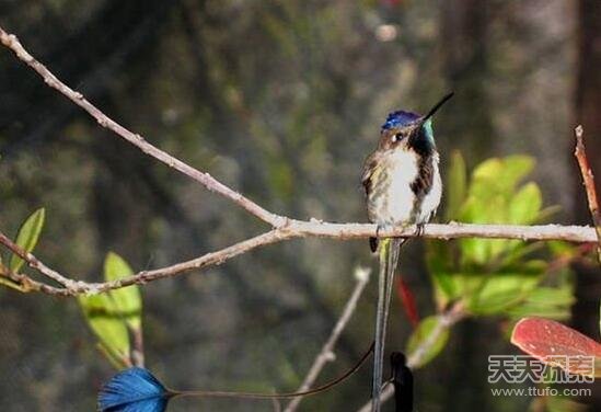 太奇葩了!盘点动物们令人惊讶的求爱方式