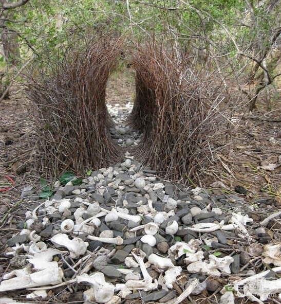 太奇葩了!盘点动物们令人惊讶的求爱方式