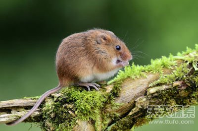 太奇葩了!盘点动物们令人惊讶的求爱方式