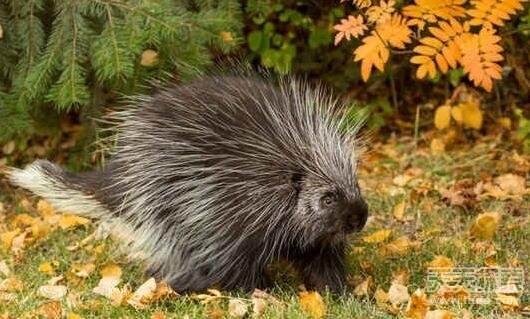 太奇葩了!盘点动物们令人惊讶的求爱方式