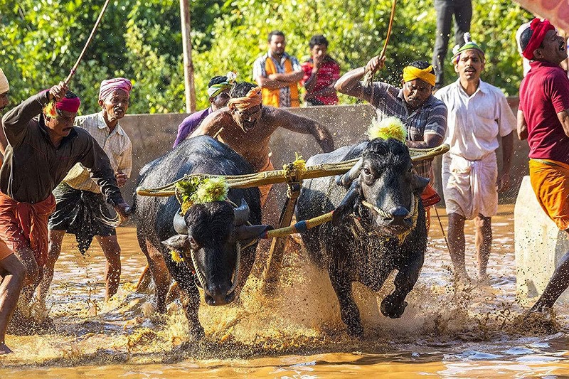 印度人的驯牛节上