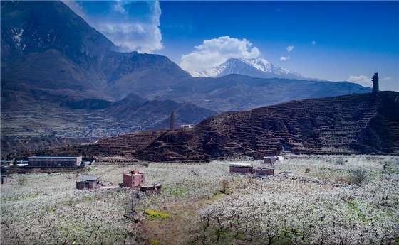 3、茂县万亩李花开 供图 茂县文体旅局.jpg