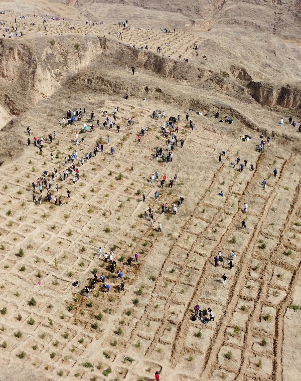 01——航拍的义务植树活动现场。