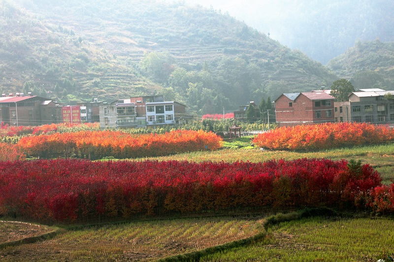 图2:红枫类品种之多,有的红似火,有的黄如金。唐探峰