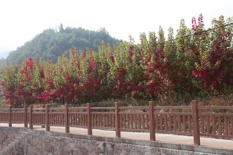 图7:小河左岸的红枫还处在青红相间的时段。唐探峰