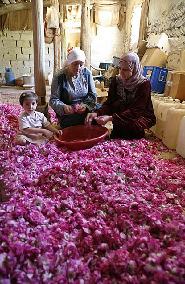 大马士革玫瑰甲天下