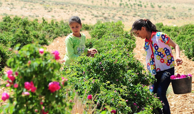 两名女孩在自家玫瑰田里采摘玫瑰