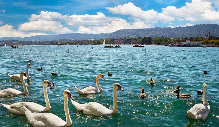 苏黎世湖上美丽的大天鹅