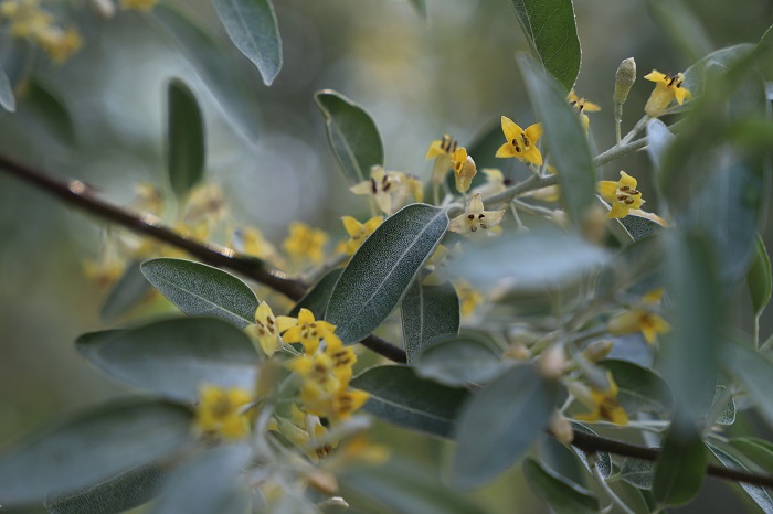 花香四溢的沙枣花,拍摄于2020年6月6日北屯得仁山。