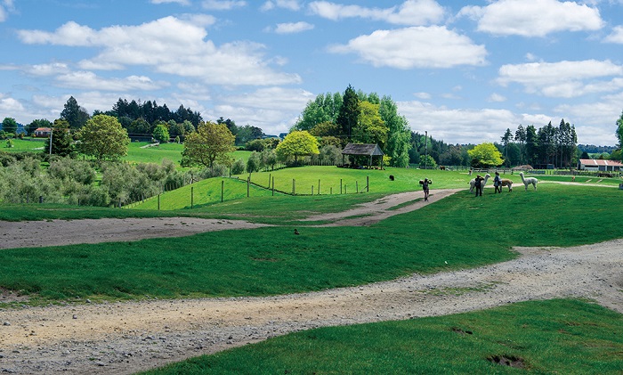 爱哥顿皇家牧场