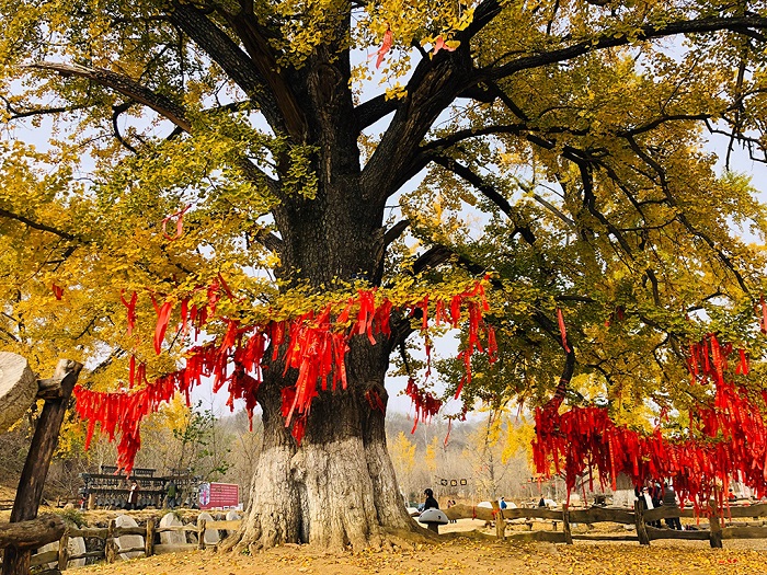 挂满祝福红布条的随州古银杏