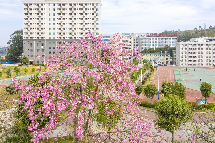 14、2022年11月2日,广西梧州商贸学校内种植的异木棉花开正当时,鲜艳的花朵,绚丽耀目,姹紫嫣红与校园建筑、操场相互辉映,宛如一幅色彩斑斓的美丽画卷。(何华文)