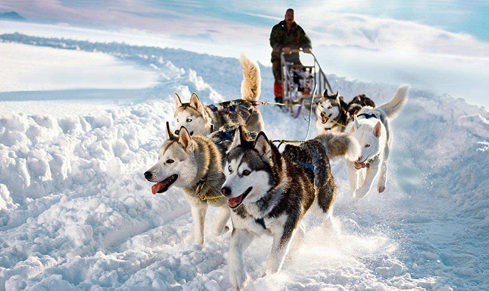 贝加尔湖狗拉雪橇