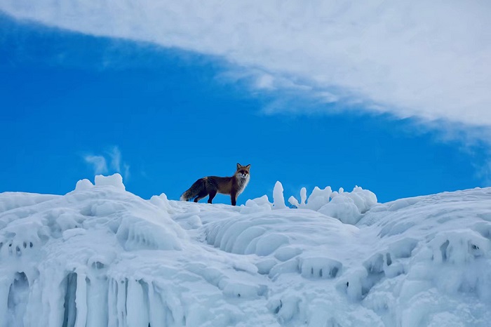 冰天雪地中可爱的小狐狸