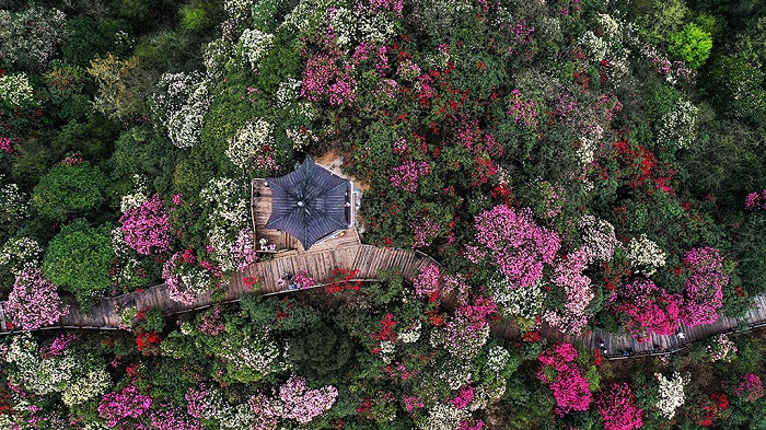 百里杜鹃国家森林公园鸟瞰