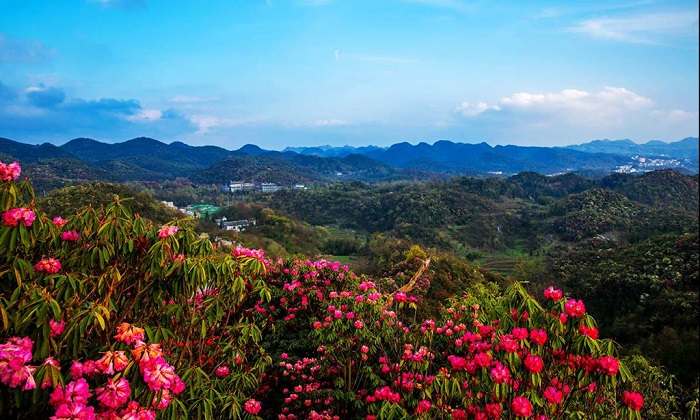 百里杜鹃花海
