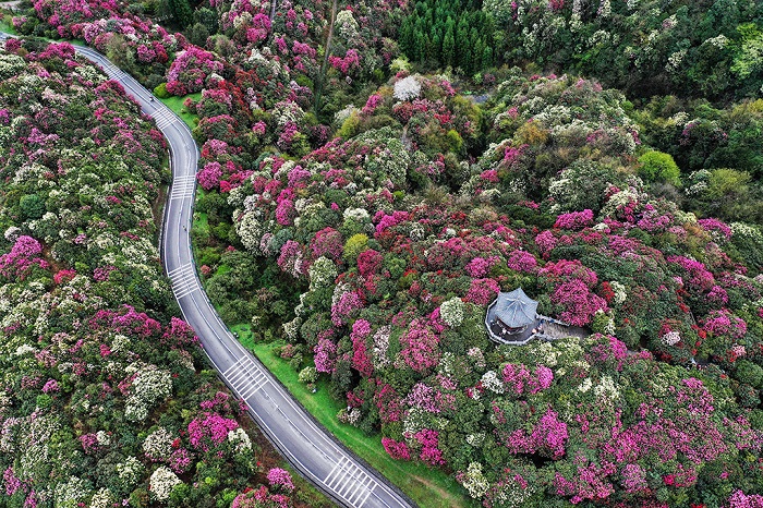 百里杜鹃花海鸟瞰