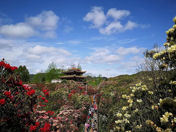 毕节百里杜鹃花海甲天下