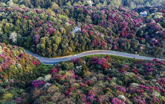 毕节杜鹃甲天下