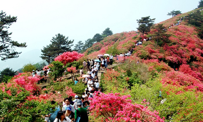 杜鹃花海中的游人