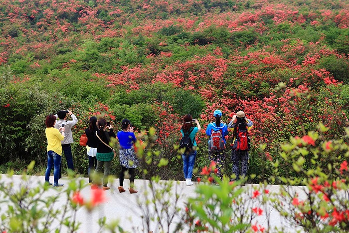 赏杜鹃花的游人们