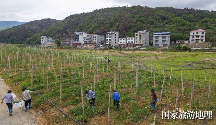 2023年5月6日,村民在贵州省从江县贯洞镇宰门村百香果基地里管护百香果。 (1)