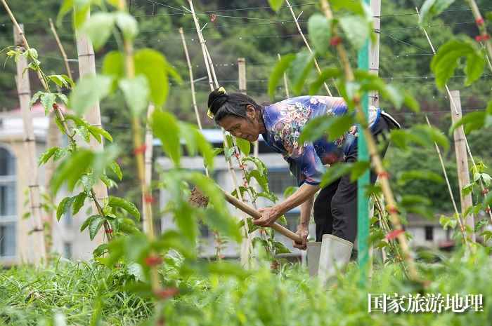 2023年5月6日,村民在贵州省从江县贯洞镇宰门村百香果基地里管护百香果。 (6)
