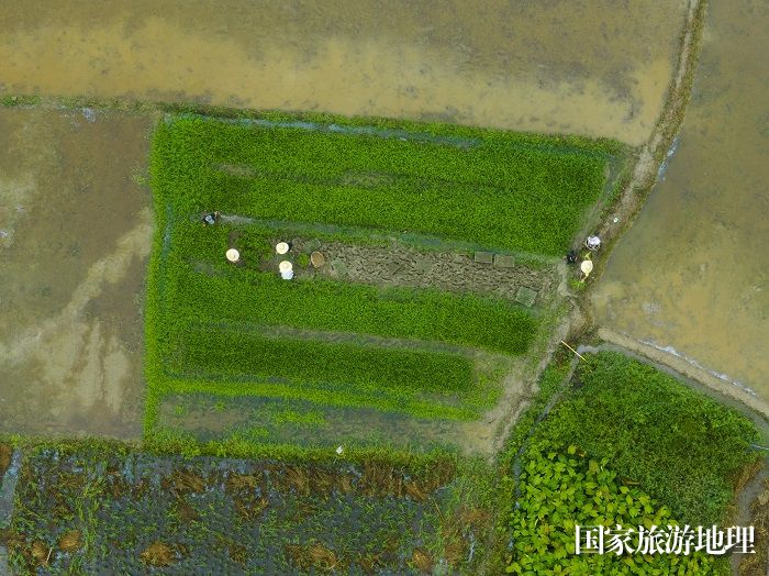 9、2023年8月5日,广西梧州市苍梧县京南镇武岭村农民抢插晚稻秧苗,田间地头一派繁忙景象。(何华文)