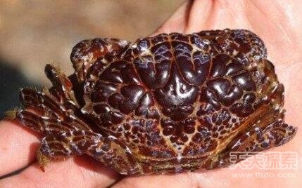 全球意外捕获的十大神秘物种 抓到就是撞大运