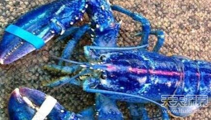 全球意外捕获的十大神秘物种 抓到就是撞大运