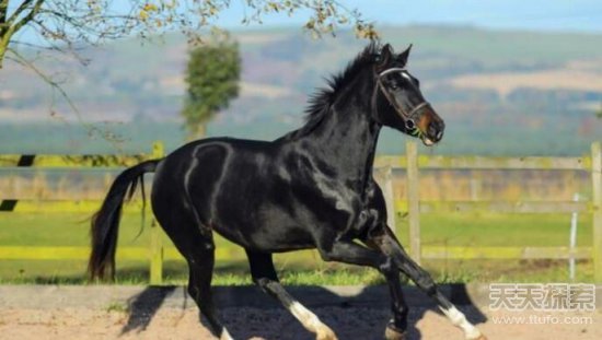 小伙晨练听到凄惨声 眼前的一幕实在令人担忧