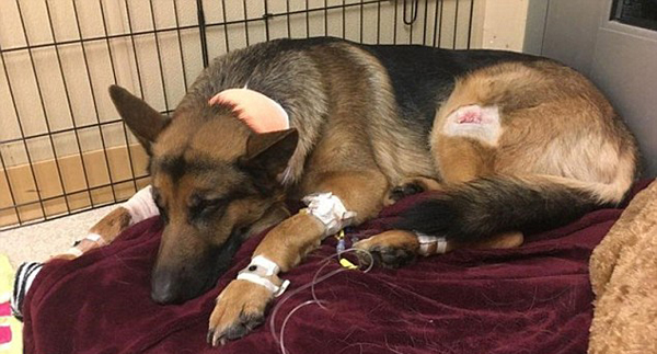 美一家庭遭入室抢劫 牧羊犬为护主人连挡三枪