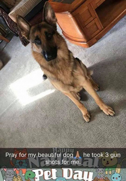 美一家庭遭入室抢劫 牧羊犬为护主人连挡三枪