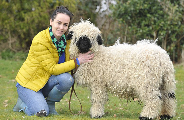 英山羊遇认知问题 不喜吃草睡狗窝似犬类