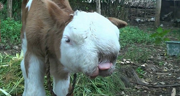 罕见！印尼新生牛犊先天畸形长“猫脸”