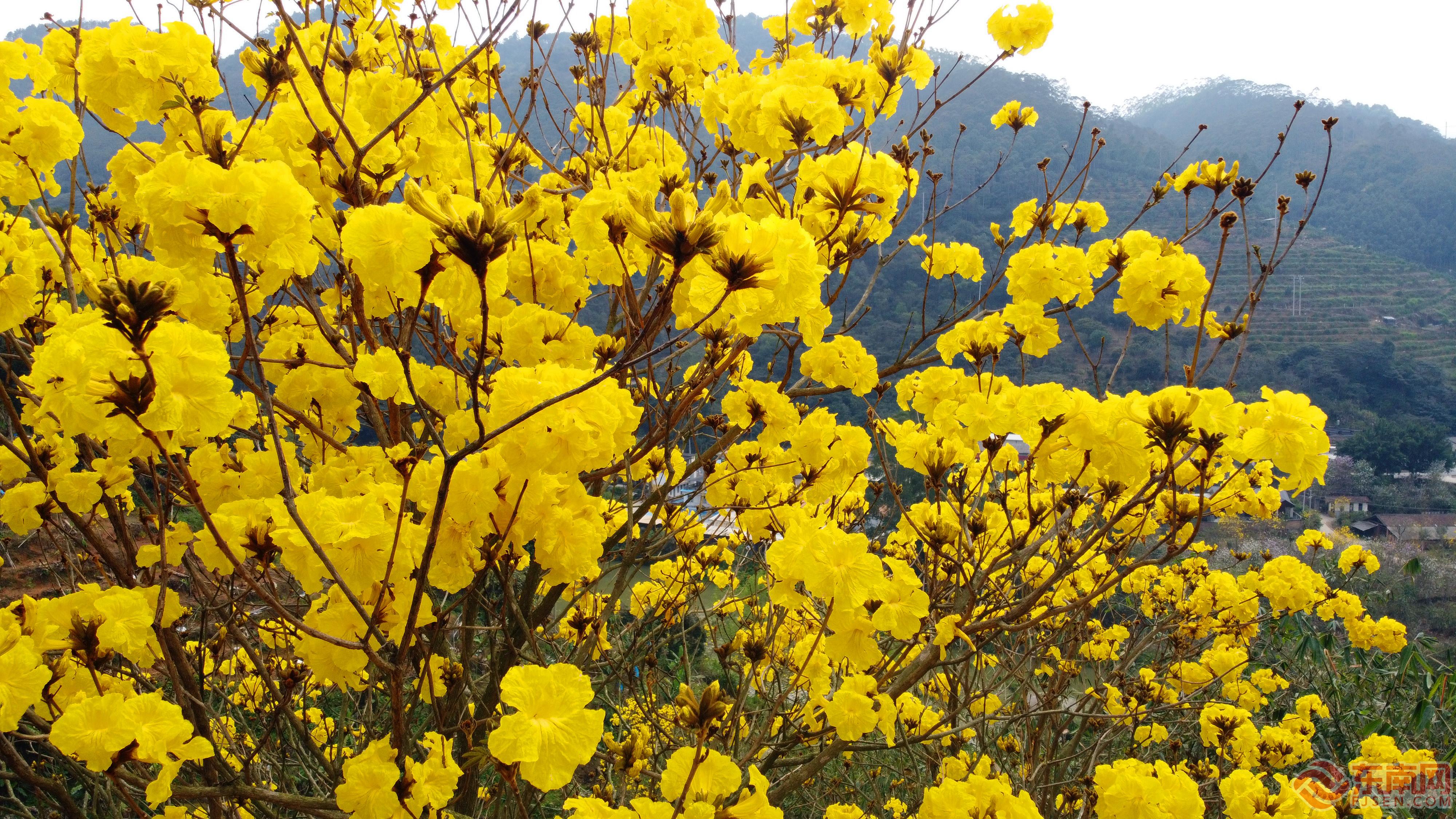漳州南靖：黄花风铃绚烂盛放 宛若金黄色“花海”