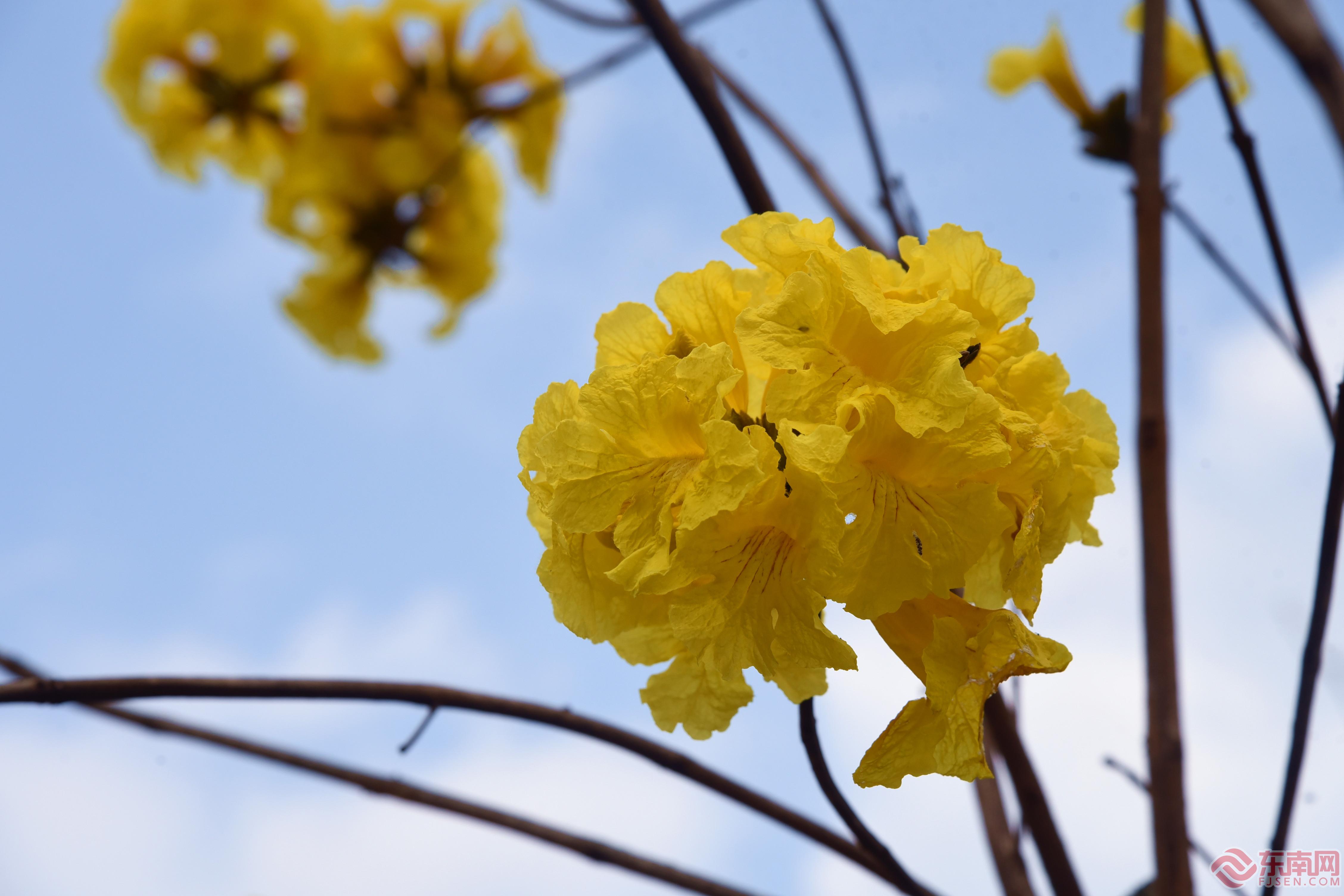 漳州南靖：黄花风铃绚烂盛放 宛若金黄色“花海”