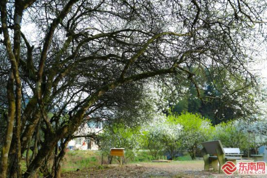 漳州南靖南坑：枳实花开春意浓 踏青赏景正当时