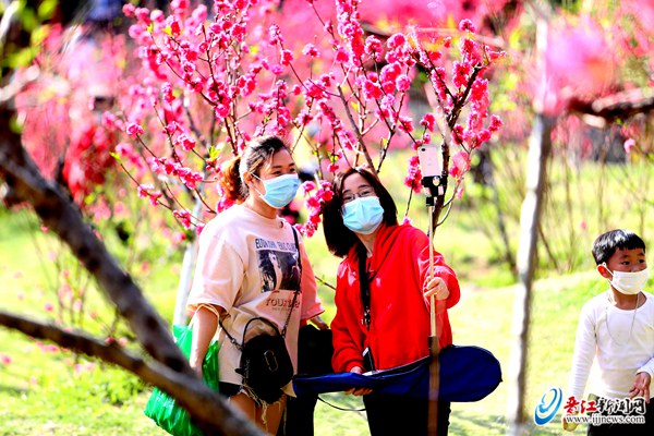 晋江八仙山：桃花朵朵开 春天步步来