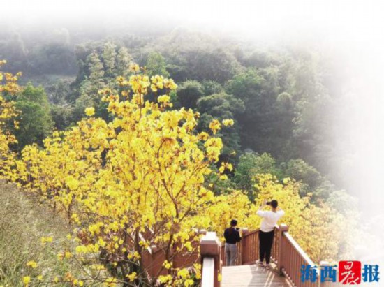 厦门海沧南北两处公园繁花盛放 吸引市民前去欣赏