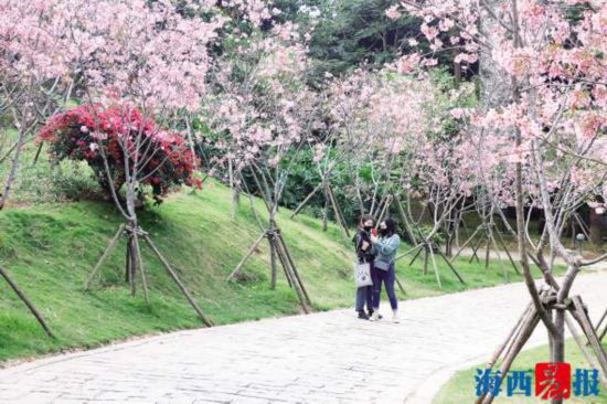 厦门海沧南北两处公园繁花盛放 吸引市民前去欣赏