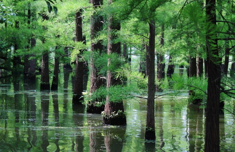 水上公园中的水杉