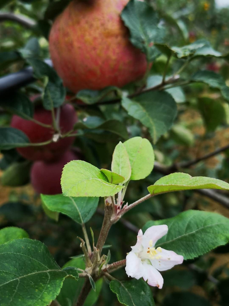 花与果。